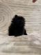 Pomeranian Puppies for sale in Tin Top, TX 76087, USA. price: NA