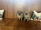 Pomeranian Puppies for sale in Wilton Manors, FL, USA. price: NA