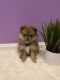 Pomeranian Puppies for sale in Germantown, MD, USA. price: NA