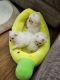 Pomeranian Puppies for sale in Cary, NC, USA. price: $1,500