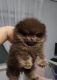Pomeranian Puppies for sale in Eastvale, CA, USA. price: $6,000