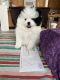 Pomeranian Puppies for sale in Burnet, TX 78611, USA. price: NA