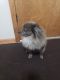 Pomeranian Puppies for sale in Junction City, KS, USA. price: $800