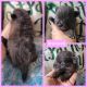 Pomeranian Puppies for sale in Florahome, FL 32140, USA. price: $1,800