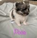 Pomeranian Puppies for sale in Springdale, AR, USA. price: $2,500
