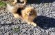 Pomeranian Puppies for sale in Mohawk, TN 37810, USA. price: $750