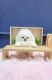 Pomeranian Puppies for sale in 3705 W Pico Blvd, Los Angeles, CA 90019, USA. price: NA