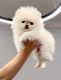 Pomeranian Puppies for sale in Eastvale, CA, USA. price: $4,000