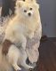 Pomeranian Puppies for sale in Columbus, OH, USA. price: $500