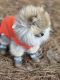 Pomeranian Puppies for sale in 4107 Whitehall Way, Alpharetta, GA 30004, USA. price: $4,500