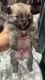 Pomeranian Puppies for sale in Pontiac, MI, USA. price: $1,000
