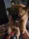 Pomeranian Puppies for sale in Ringwood, OK 73768, USA. price: NA