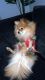 Pomeranian Puppies for sale in Lavala Ln, El Cajon, CA 92021, USA. price: NA