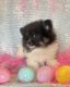 Pomeranian Puppies for sale in Paris, KY 40361, USA. price: NA
