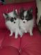Pomeranian Puppies for sale in Lytle, TX 78052, USA. price: NA