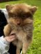 Pomeranian Puppies for sale in Red Oak, TX, USA. price: $1,000