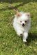 Pomeranian Puppies for sale in Red Oak, TX, USA. price: $900