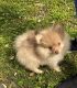 Pomeranian Puppies for sale in Red Oak, TX, USA. price: NA
