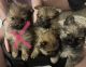 Pomeranian Puppies for sale in Billings, MT, MT, USA. price: NA