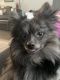 Pomeranian Puppies for sale in Caldwell, ID, USA. price: $600