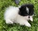 Pomeranian Puppies for sale in Baldwin Park, CA, USA. price: NA