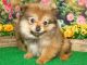 Pomeranian Puppies for sale in Hammond, IN, USA. price: NA