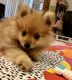 Pomeranian Puppies for sale in Miami, FL, USA. price: $1,000
