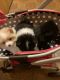 Pomeranian Puppies for sale in DeSoto, MO 63020, USA. price: NA