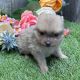 Pomeranian Puppies for sale in Flagler Beach, FL 32136, USA. price: NA