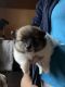 Pomeranian Puppies for sale in Harrisville, Burrillville, RI 02830, USA. price: NA