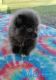 Pomeranian Puppies for sale in Alma, GA 31510, USA. price: $2,500