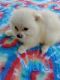 Pomeranian Puppies for sale in Alma, GA 31510, USA. price: $1,000