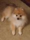 Pomeranian Puppies for sale in Temecula, CA, USA. price: $1,300