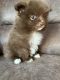 Pomeranian Puppies for sale in Stevens Point, WI, USA. price: $1,500