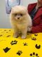 Pomeranian Puppies for sale in Lansing, MI, USA. price: $623
