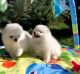 Pomeranian Puppies for sale in Toronto, ON, Canada. price: $300