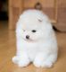 Pomeranian Puppies for sale in Bentleyville, OH, USA. price: NA