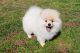 Pomeranian Puppies for sale in Forsyth County, GA, USA. price: $1,900