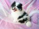 Pomeranian Puppies for sale in Forsyth County, GA, USA. price: $1,900