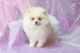 Pomeranian Puppies for sale in Forsyth County, GA, USA. price: $2,000