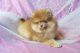 Pomeranian Puppies for sale in Forsyth County, GA, USA. price: $1,975