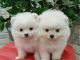 Pomeranian Puppies for sale in Chicago, IL, USA. price: $400
