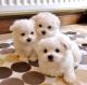 Pomeranian Puppies for sale in Toronto, ON, Canada. price: $400