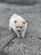 Pomeranian Puppies for sale in Midland, MI, USA. price: NA