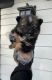 Pomeranian Puppies for sale in Whittier, CA, USA. price: $899