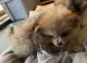 Pomeranian Puppies for sale in Ripley, MS 38663, USA. price: NA