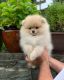 Pomeranian Puppies for sale in TX-8 Beltway, Houston, TX, USA. price: NA