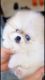 Pomeranian Puppies for sale in Incline Village, NV 89451, USA. price: NA
