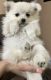 Pomeranian Puppies for sale in Phoenix, AZ 85040, USA. price: $850