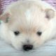 Pomeranian Puppies for sale in Houston, TX, USA. price: $2,500